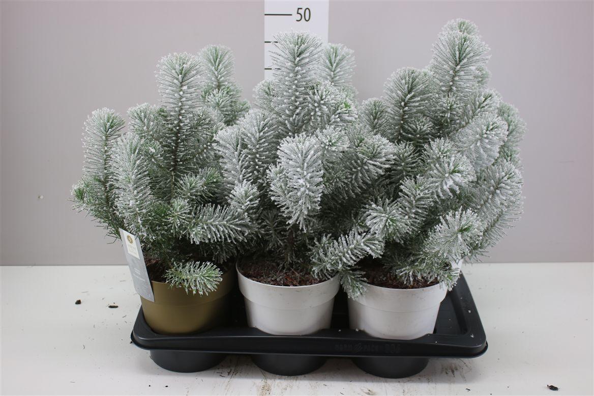 Горшечные цветы и растения оптом Pinus Silver Crest Snow Colourpot от 6шт из Голландии с доставкой по России