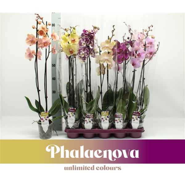 Горшечные цветы и растения оптом Phal 2st Mix Xxxl (phalanova) от 10шт из Голландии с доставкой по России