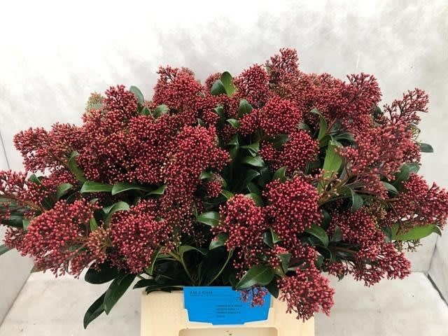Срезанные цветы оптом Skimmia rubella per bunch от 10шт из Голландии с доставкой по России