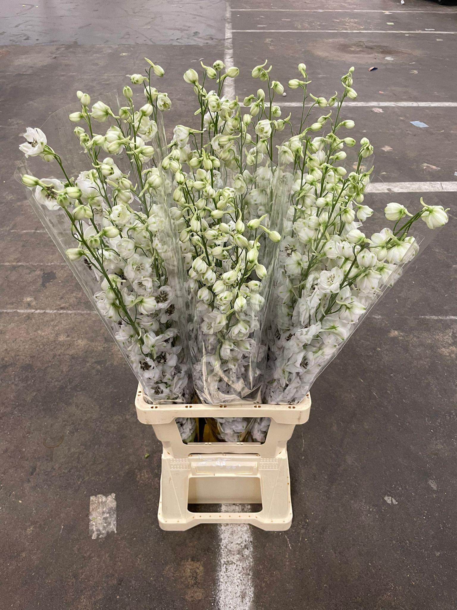 Срезанные цветы оптом Delphinium el du dewi rocket от 25шт из Голландии с доставкой по России