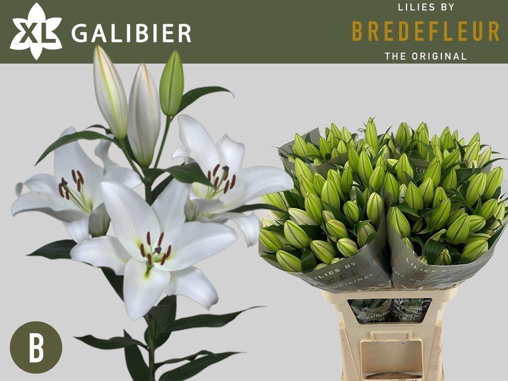 Срезанные цветы оптом Lilium or galibier от 40шт. из Голландии с доставкой по России