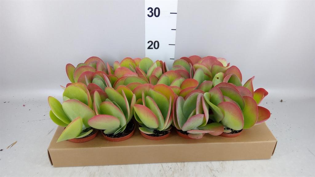 Горшечные цветы и растения оптом Kalanchoe Nf Thyrsiflora от 15шт (для телеги) из Голландии с доставкой по России