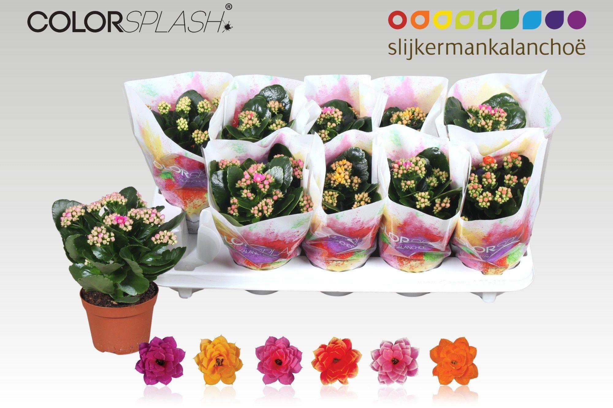 Горшечные цветы и растения оптом Kal Ge Gem 6 Kl от 10шт из Голландии с доставкой по России