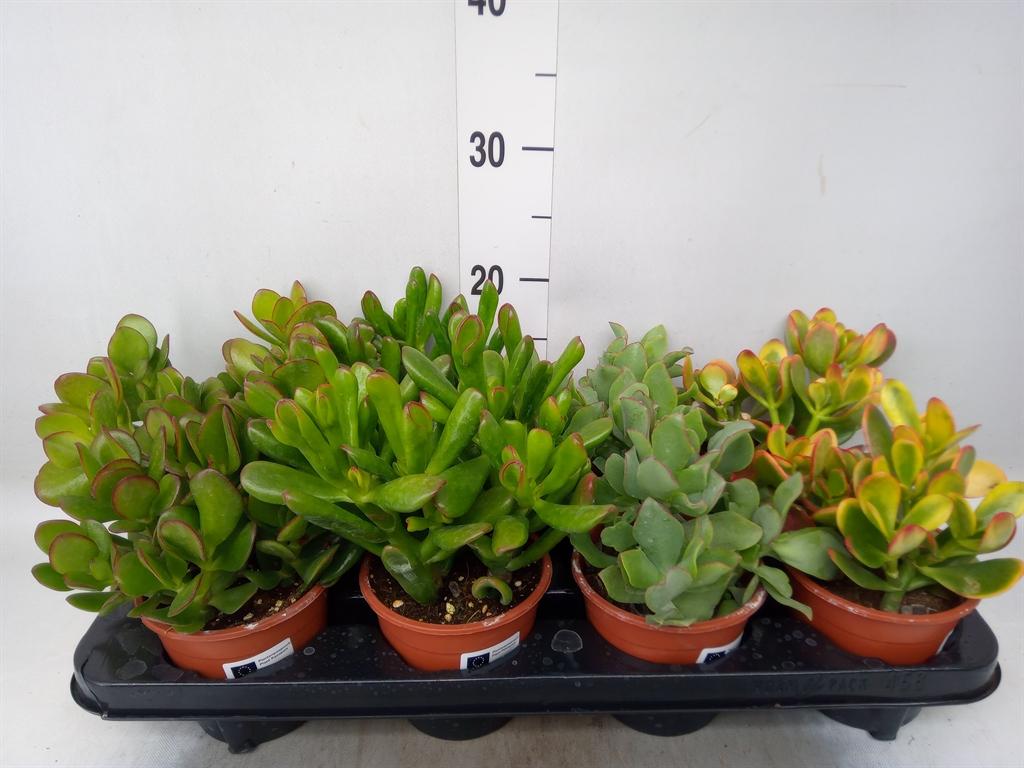 Горшечные цветы и растения оптом Crassula   ...mix от 8шт из Голландии с доставкой по России