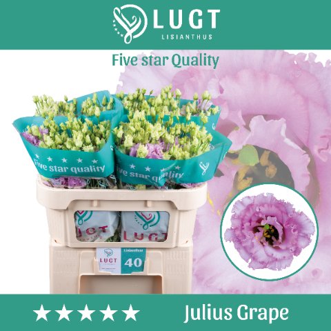 Срезанные цветы оптом Lisianthus do julius grape от 140шт. из Голландии с доставкой по России