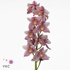 Срезанные цветы оптом Cymbidium pink floripink felice от 10шт из Голландии с доставкой по России