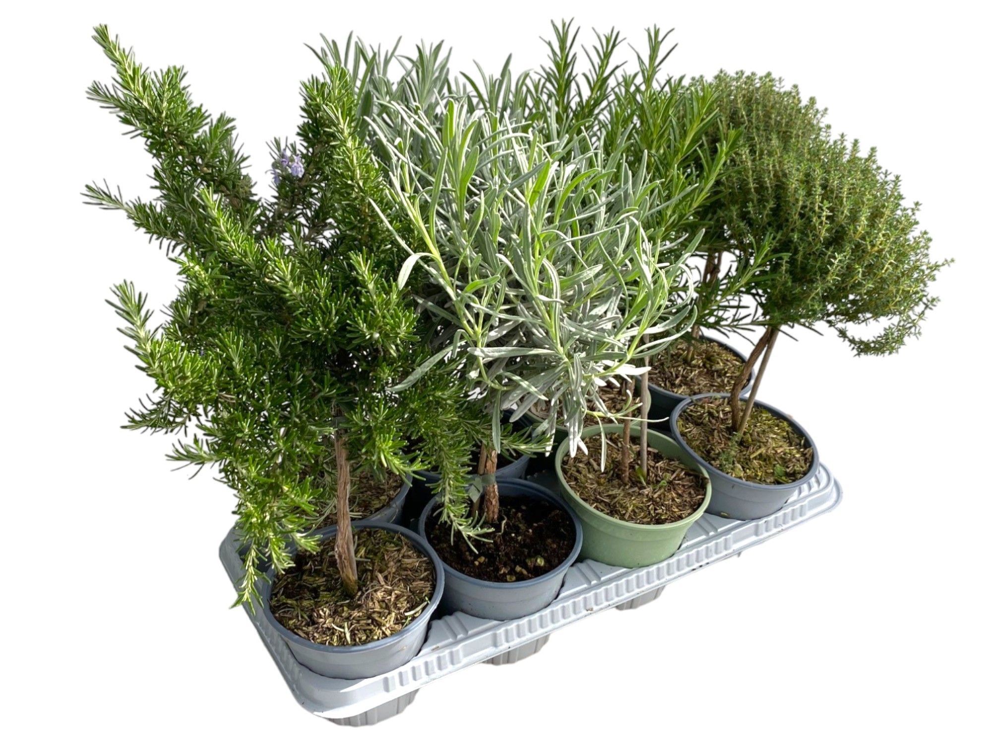 Горшечные цветы и растения оптом Herb Mix On Stem от 8шт из Голландии с доставкой по России