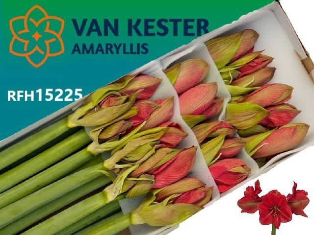 Срезанные цветы оптом Hippeastrum hercules от 15шт из Голландии с доставкой по России