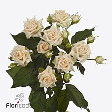 Срезанные цветы оптом Rosa spray justine от 40шт из Голландии с доставкой по России