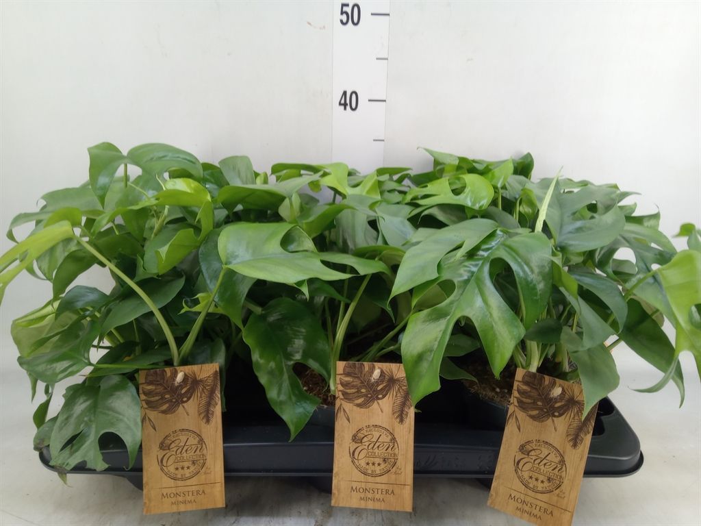 Горшечные цветы и растения оптом Monstera   ... от 6шт из Голландии с доставкой по России