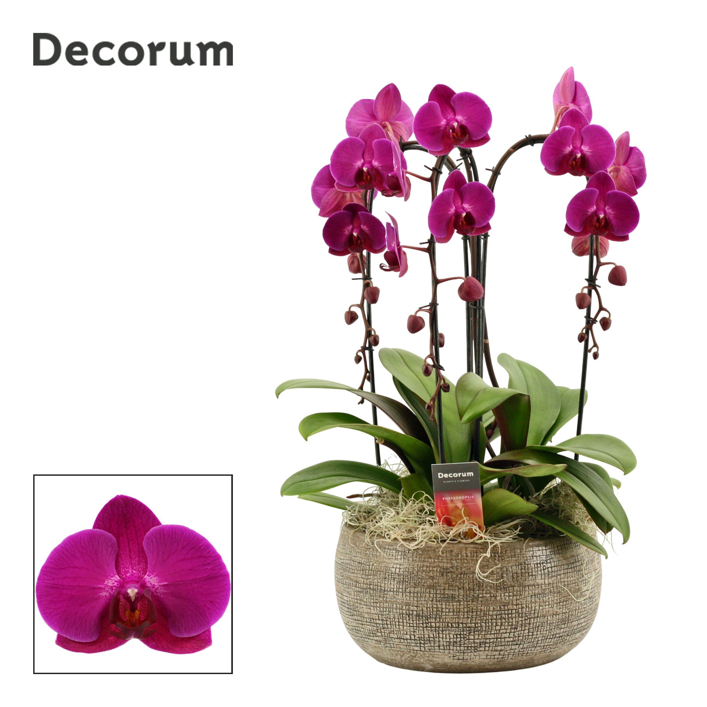 Горшечные цветы и растения оптом Phal Ov Paars от 1шт' из Голландии с доставкой по России