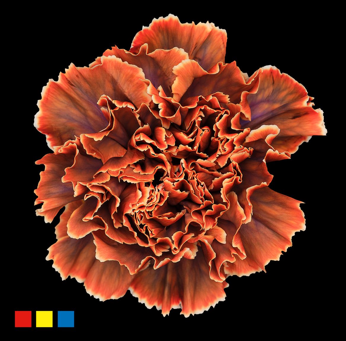 Срезанные цветы оптом Dianthus st paint gothic orange от 80шт из Голландии с доставкой по России