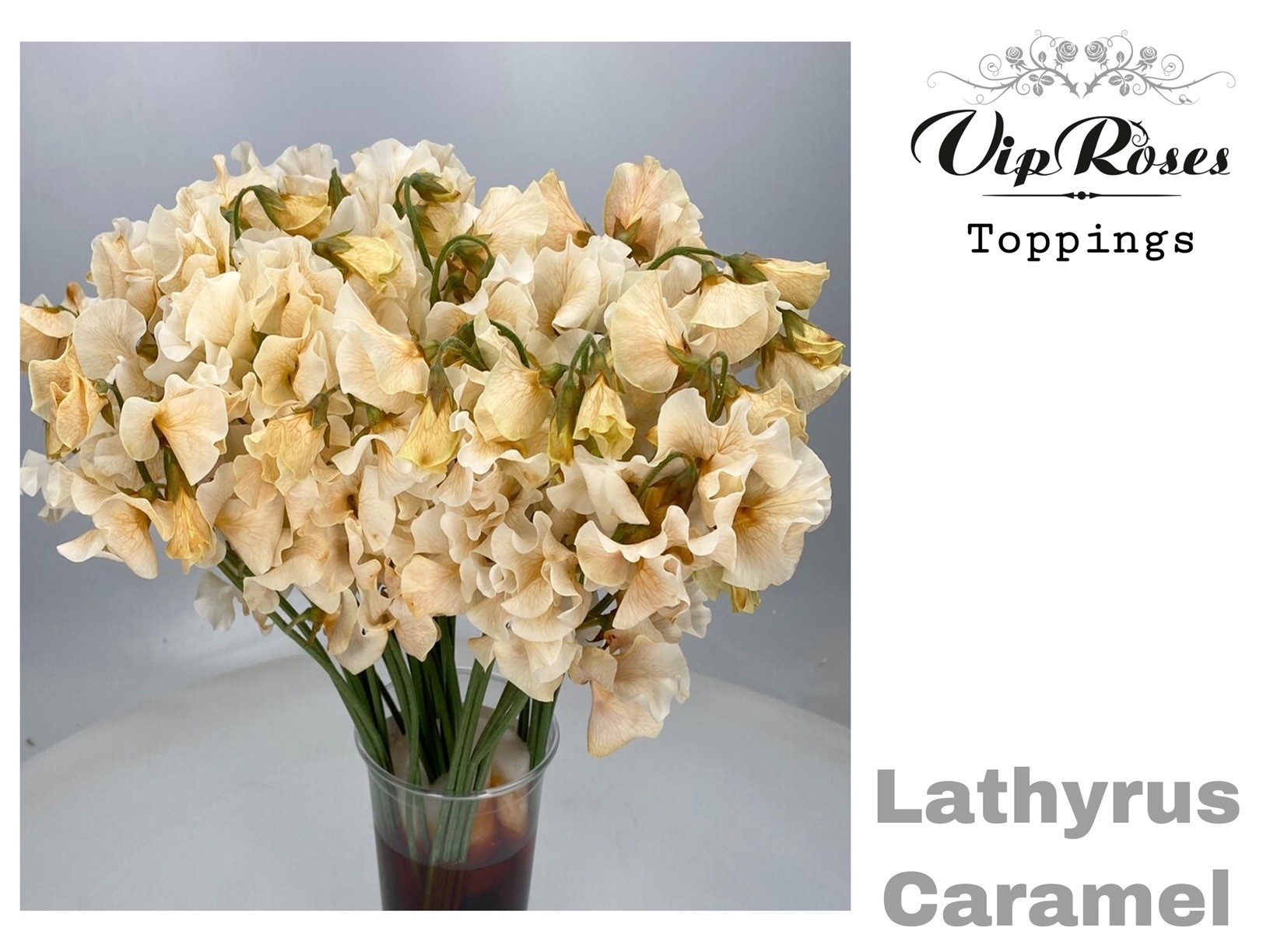 Срезанные цветы оптом Lathyrus paint soft caramel от 50шт из Голландии с доставкой по России