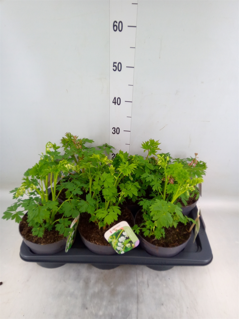 Горшечные цветы и растения оптом Dicentra Spectabilis от 6шт из Голландии с доставкой по России