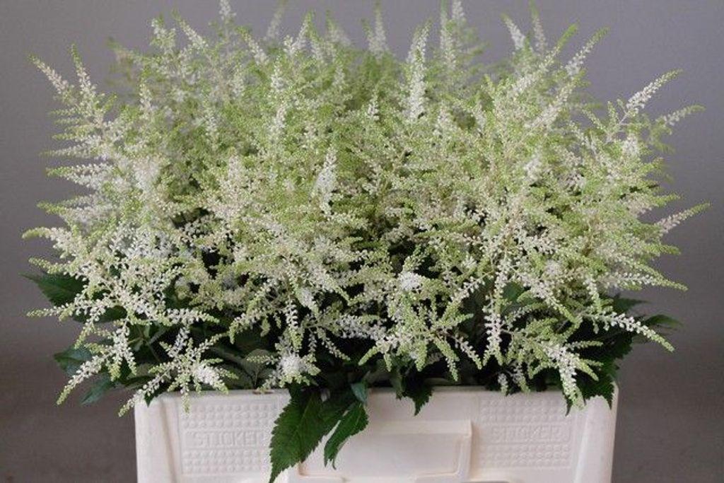 Срезанные цветы оптом Astilbe washington A от 100шт из Голландии с доставкой по России