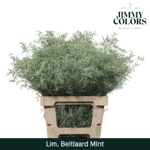 Срезанные цветы оптом Limonium beltlaard paint mint от 50шт из Голландии с доставкой по России