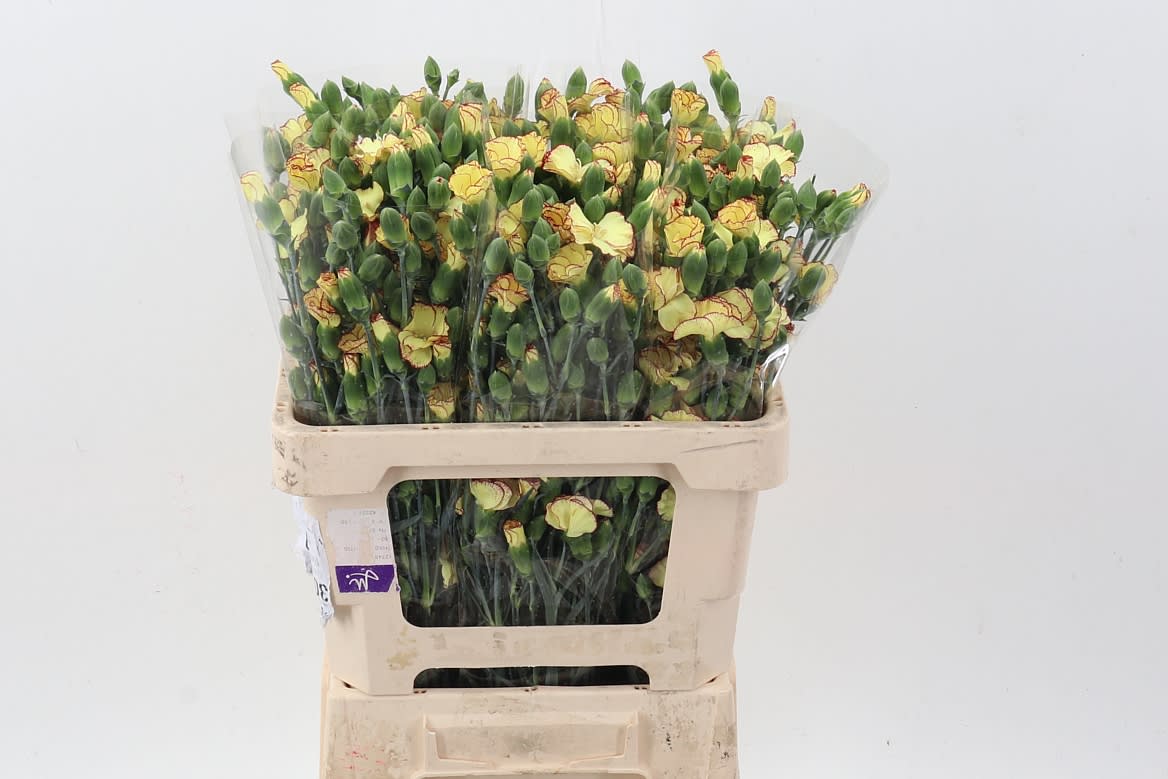 Срезанные цветы оптом Dianthus sp solomio firefly от 100шт из Голландии с доставкой по России