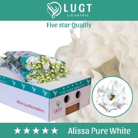 Срезанные цветы оптом Lisianthus do alissa pure white A от 40шт из Голландии с доставкой по России