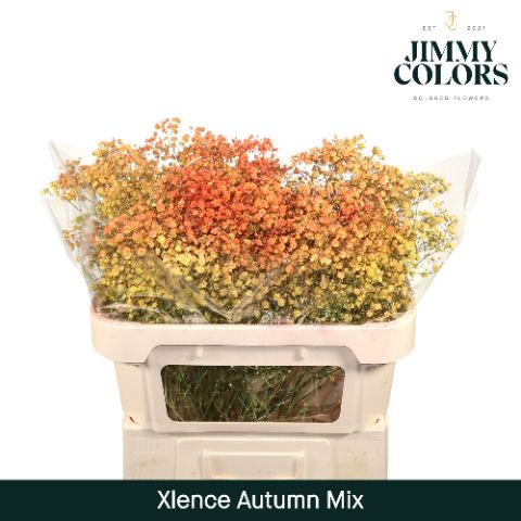 Срезанные цветы оптом Gyps large paint mix autumn от 25шт из Голландии с доставкой по России
