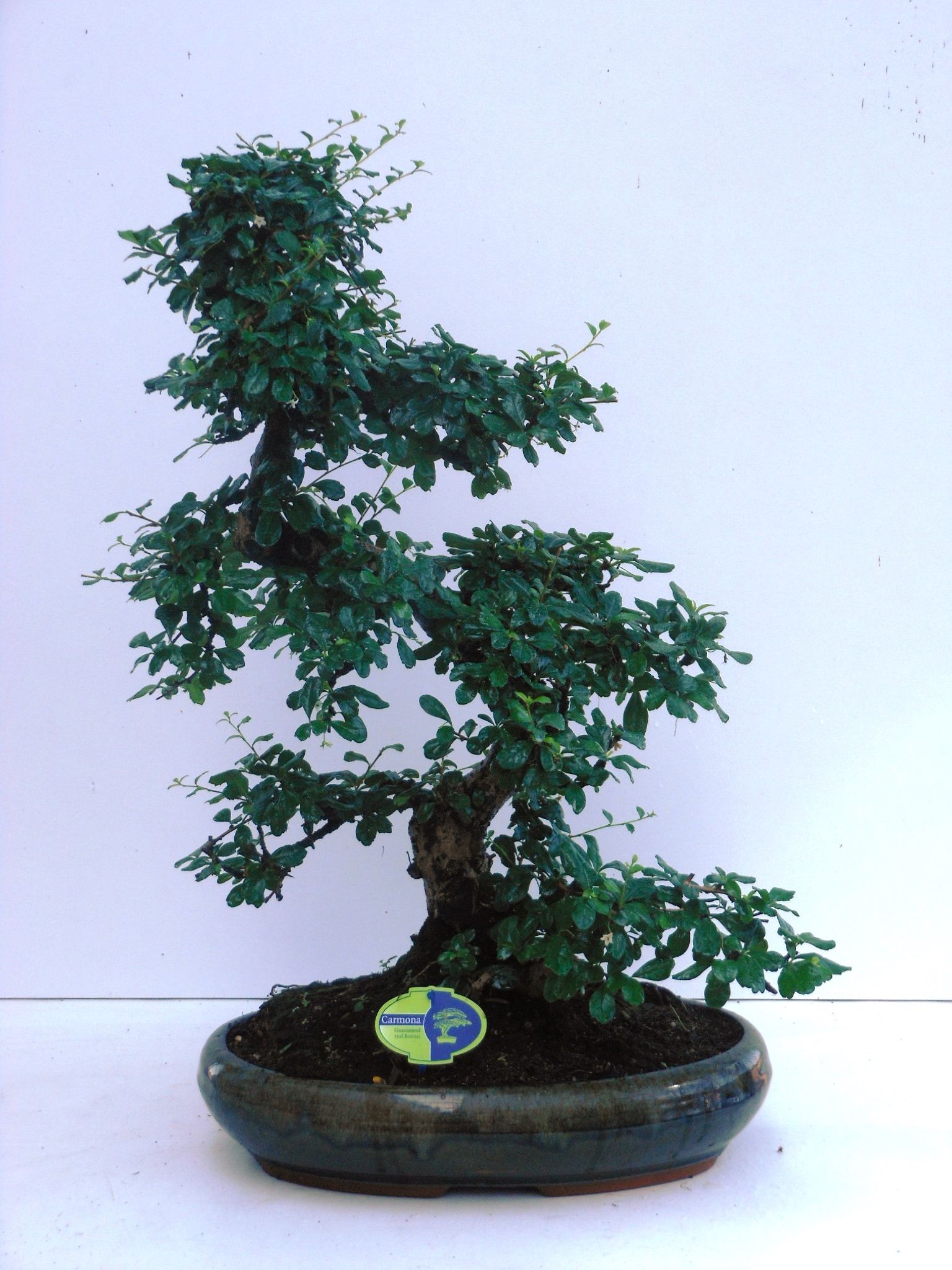 Горшечные цветы и растения оптом Bonsai Carmona Macrophylla, No Drip от 1шт из Голландии с доставкой по России