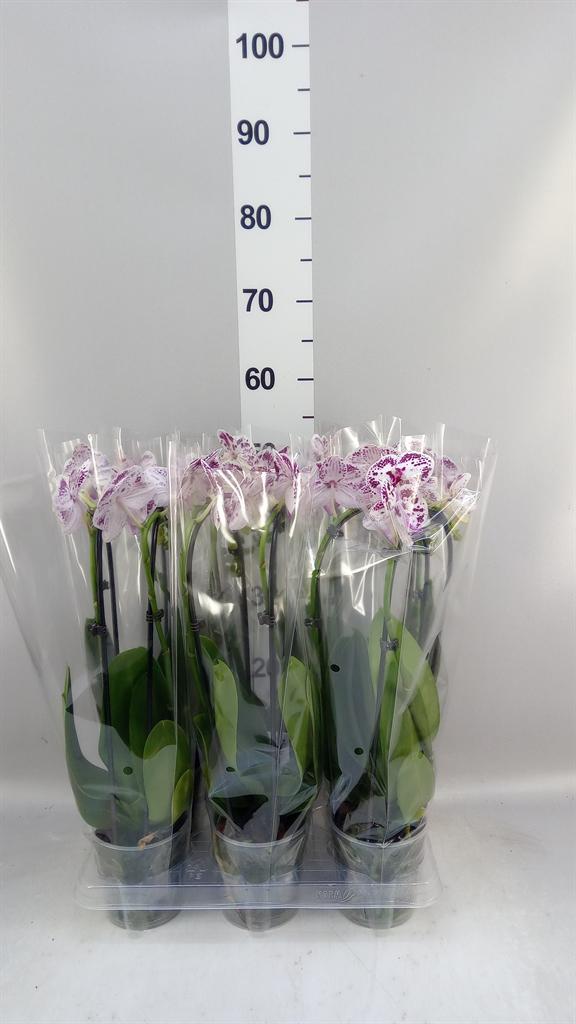 Горшечные цветы и растения оптом Phalaenopsis elegant Cascade от 6шт из Голландии с доставкой по России