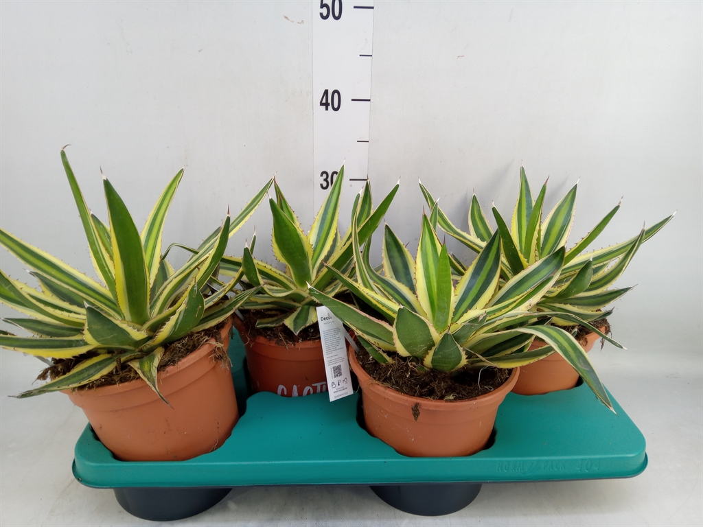 Горшечные цветы и растения оптом Agave   ... от 4шт из Голландии с доставкой по России