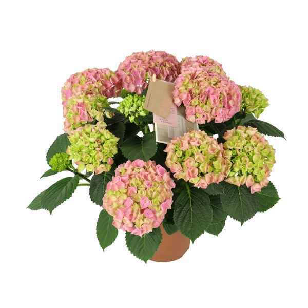Горшечные цветы и растения оптом Hydrangea Ma Hi River Pink 9+ от 6шт из Голландии с доставкой по России