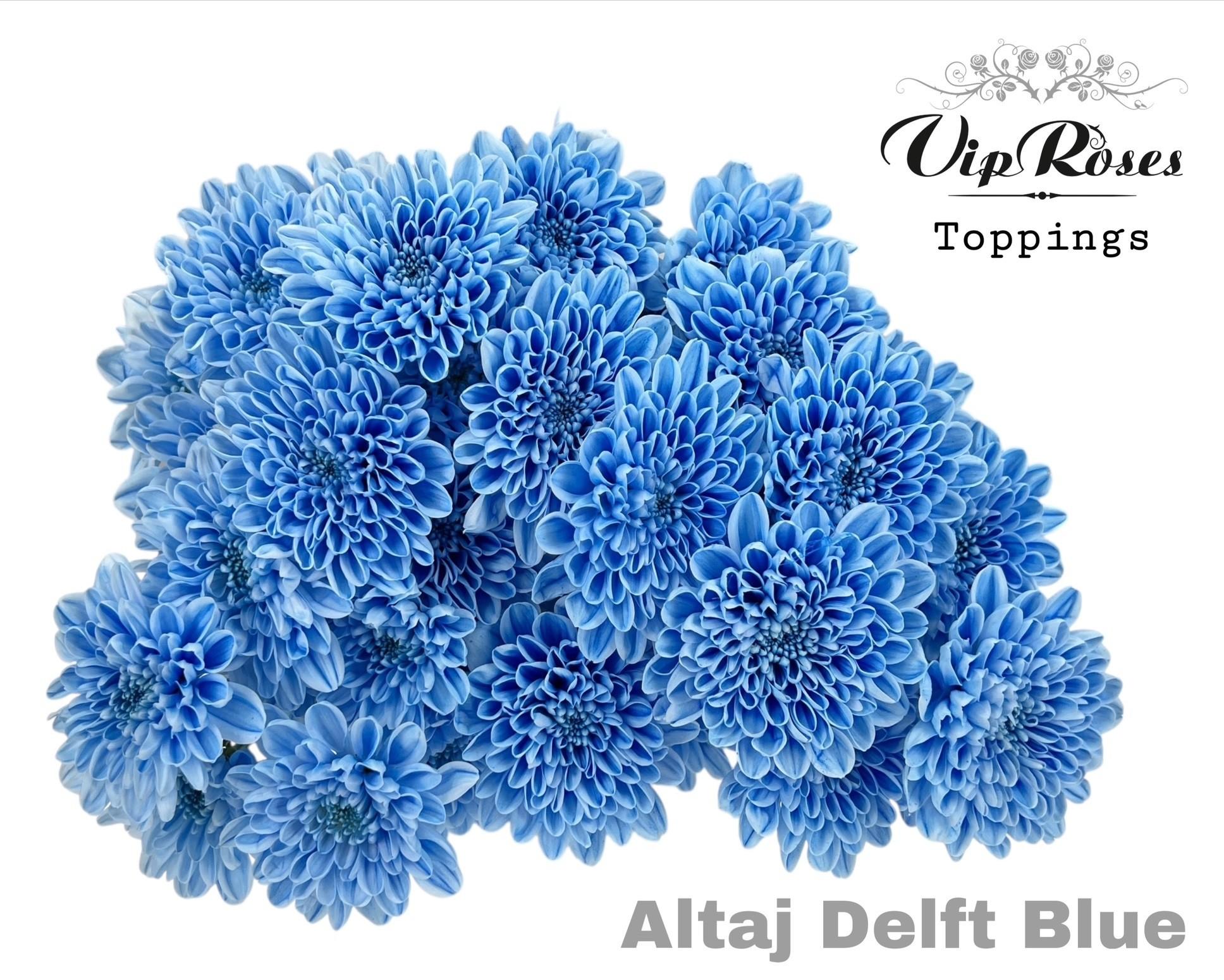 Срезанные цветы оптом Chrys sp paint altaj delft blue от 20шт из Голландии с доставкой по России