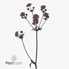 Срезанные цветы оптом Astrantia star of love от 100шт из Голландии с доставкой по России Срезанные цветы оптом Astrantia star of love от 100шт из Голландии с доставкой по России