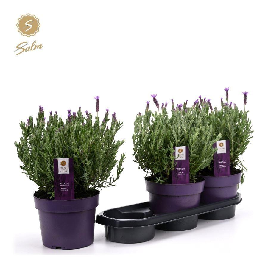 Горшечные цветы и растения оптом Lavan S Anouk от 3шт из Голландии с доставкой по России