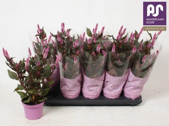Горшечные цветы и растения оптом Cel Merida Pink от 10шт из Голландии с доставкой по России