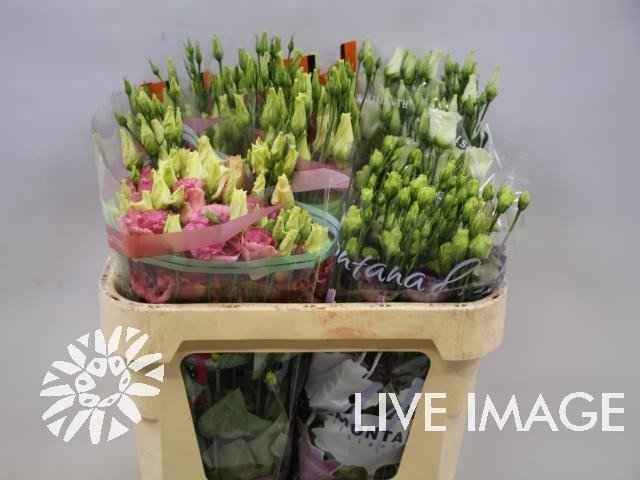 Срезанные цветы оптом Lisianthus do mix in bucket от 40шт из Голландии с доставкой по России