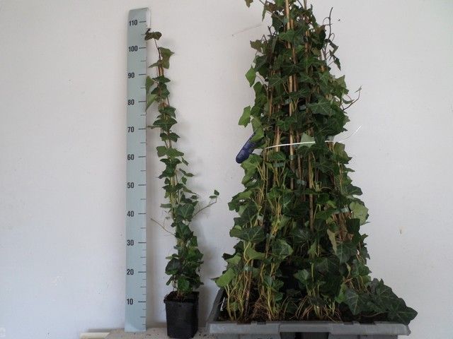 Горшечные цветы и растения оптом Hede Hibernica от 15шт из Голландии с доставкой по России