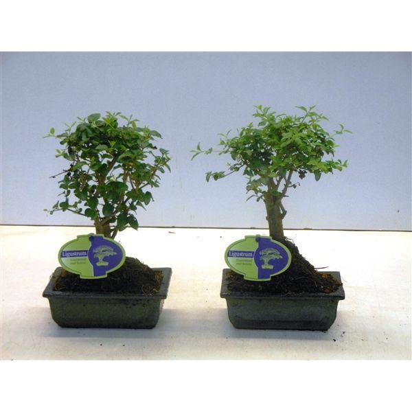 Горшечные цветы и растения оптом Bonsai Ligustrum Sinensis, 15cm., Broom, Without D от 10шт из Голландии с доставкой по России