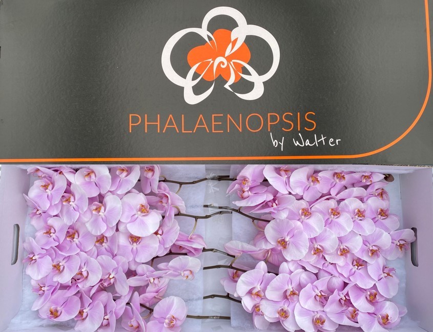 Срезанные цветы оптом Phalaenopsis tikal (per stem) от 8шт из Голландии с доставкой по России