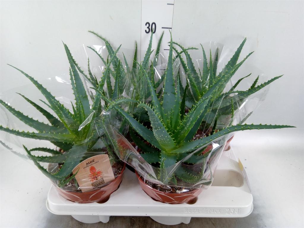 Горшечные цветы и растения оптом Aloe Arborescens от 4шт из Голландии с доставкой по России