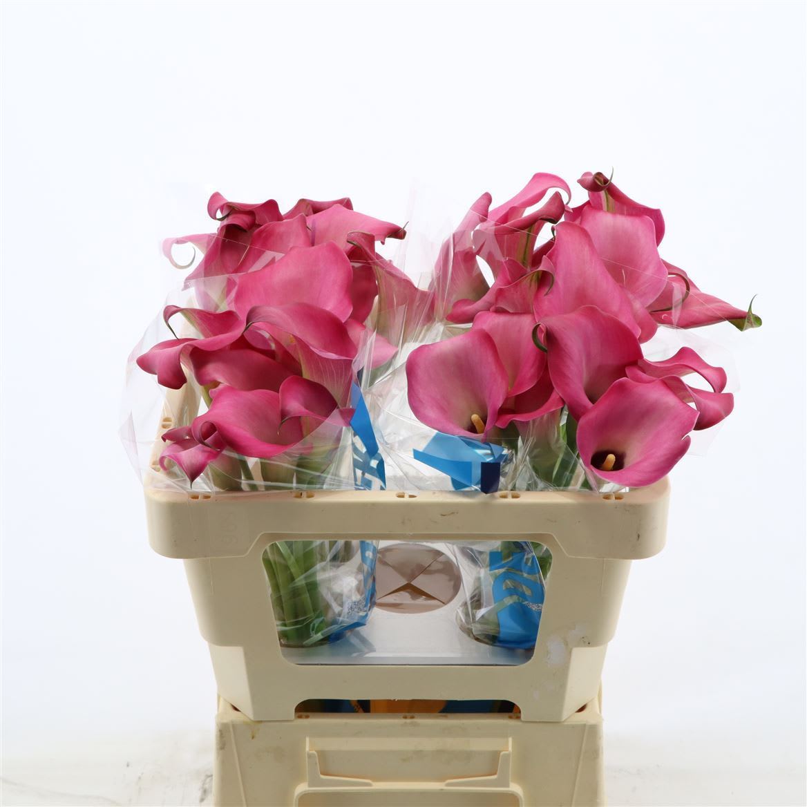 Срезанные цветы оптом Zantedeschia zazu от 60шт из Голландии с доставкой по России