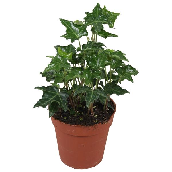 Горшечные цветы и растения оптом Hedera Helix Ivalace от 18шт (для телеги) из Голландии с доставкой по России