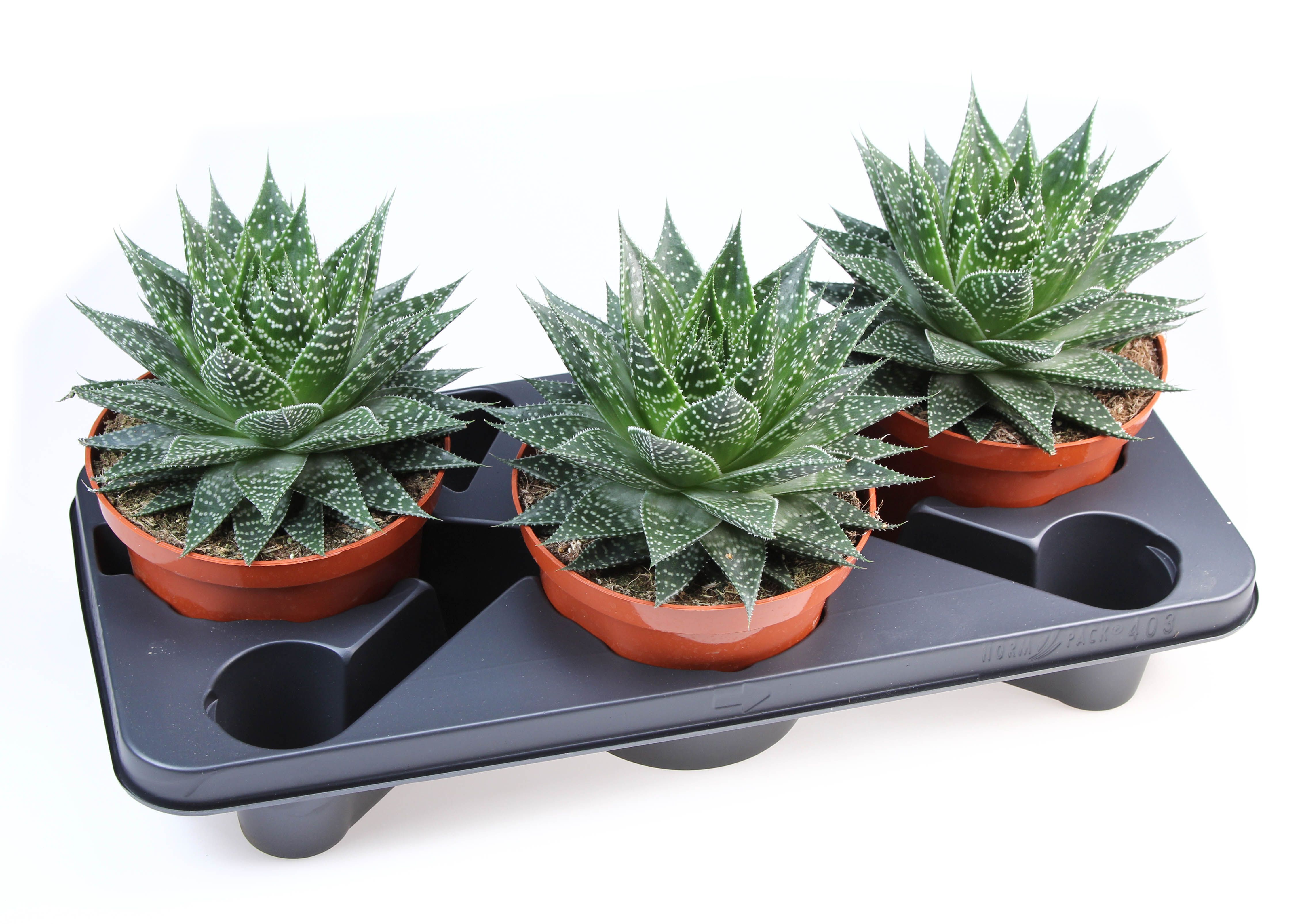 Горшечные цветы и растения оптом Gasteria Aurora от 3шт из Голландии с доставкой по России