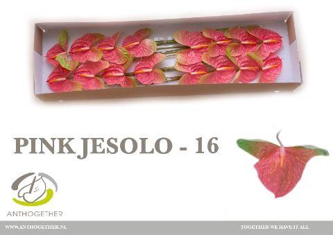 Срезанные цветы оптом Anthurium pink jesolo от 16шт из Голландии с доставкой по России