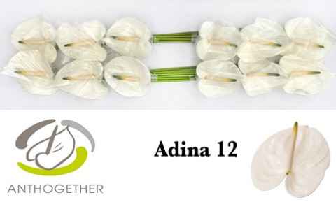 Срезанные цветы оптом Anthurium adina от 12шт из Голландии с доставкой по России