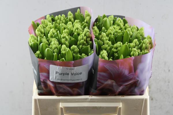 Срезанные цветы оптом Hyacinthus purple voice от 50шт из Голландии с доставкой по России