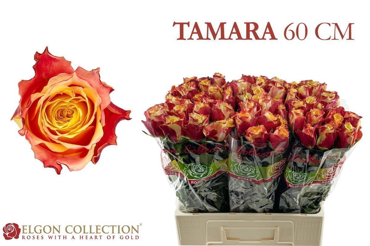Срезанные цветы оптом Rosa large tamara от 220шт из Голландии с доставкой по России