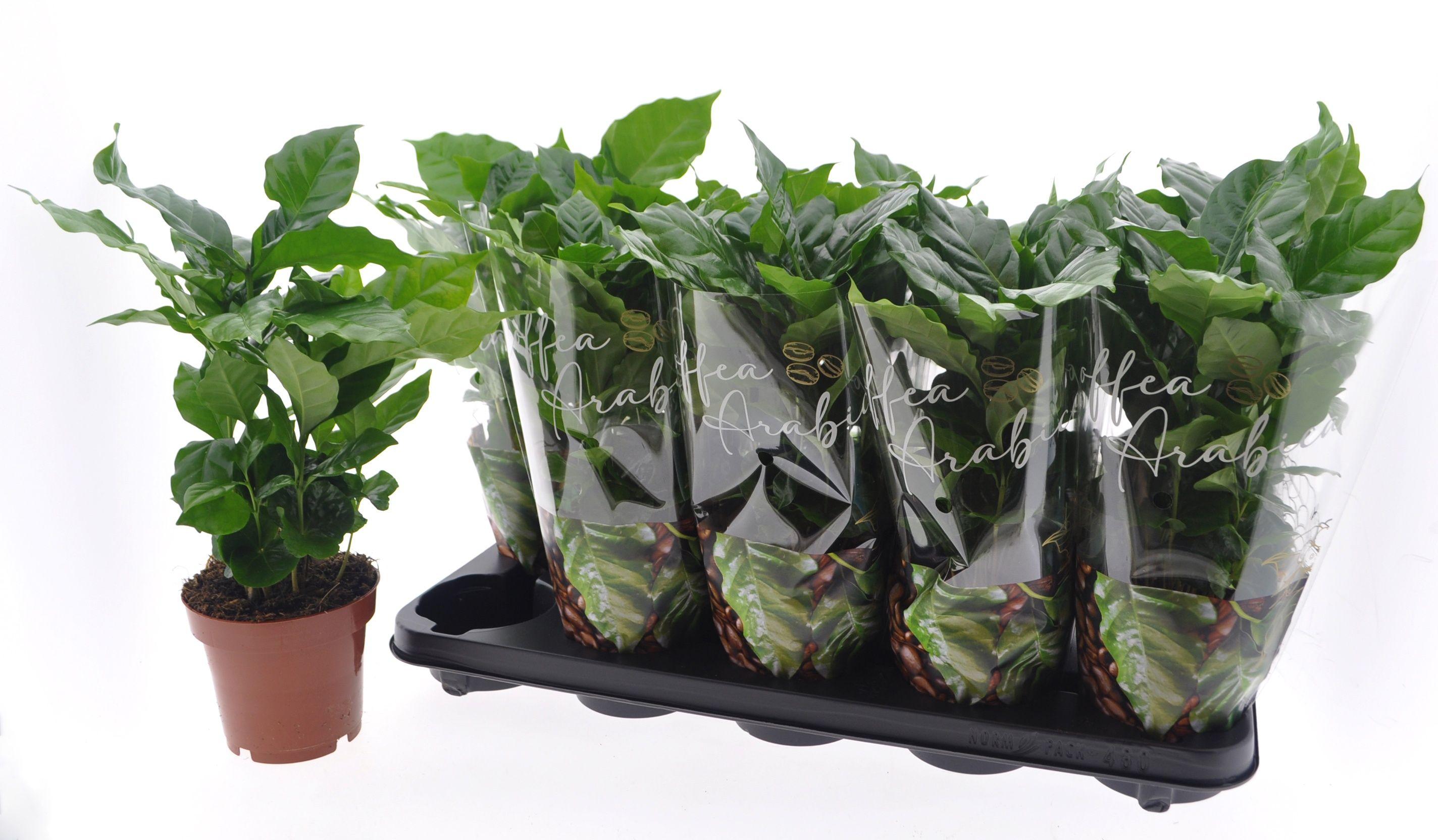 Горшечные цветы и растения оптом Coffea Arabica от 10шт из Голландии с доставкой по России