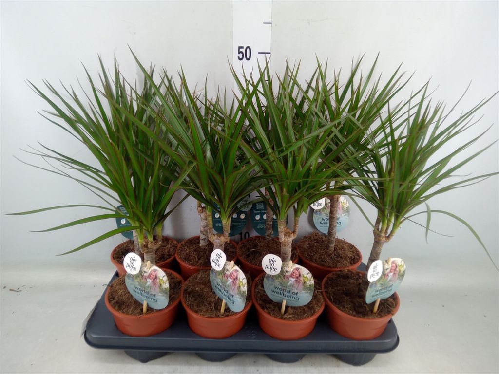 Горшечные цветы и растения оптом Dracaena Marg. от 8шт из Голландии с доставкой по России