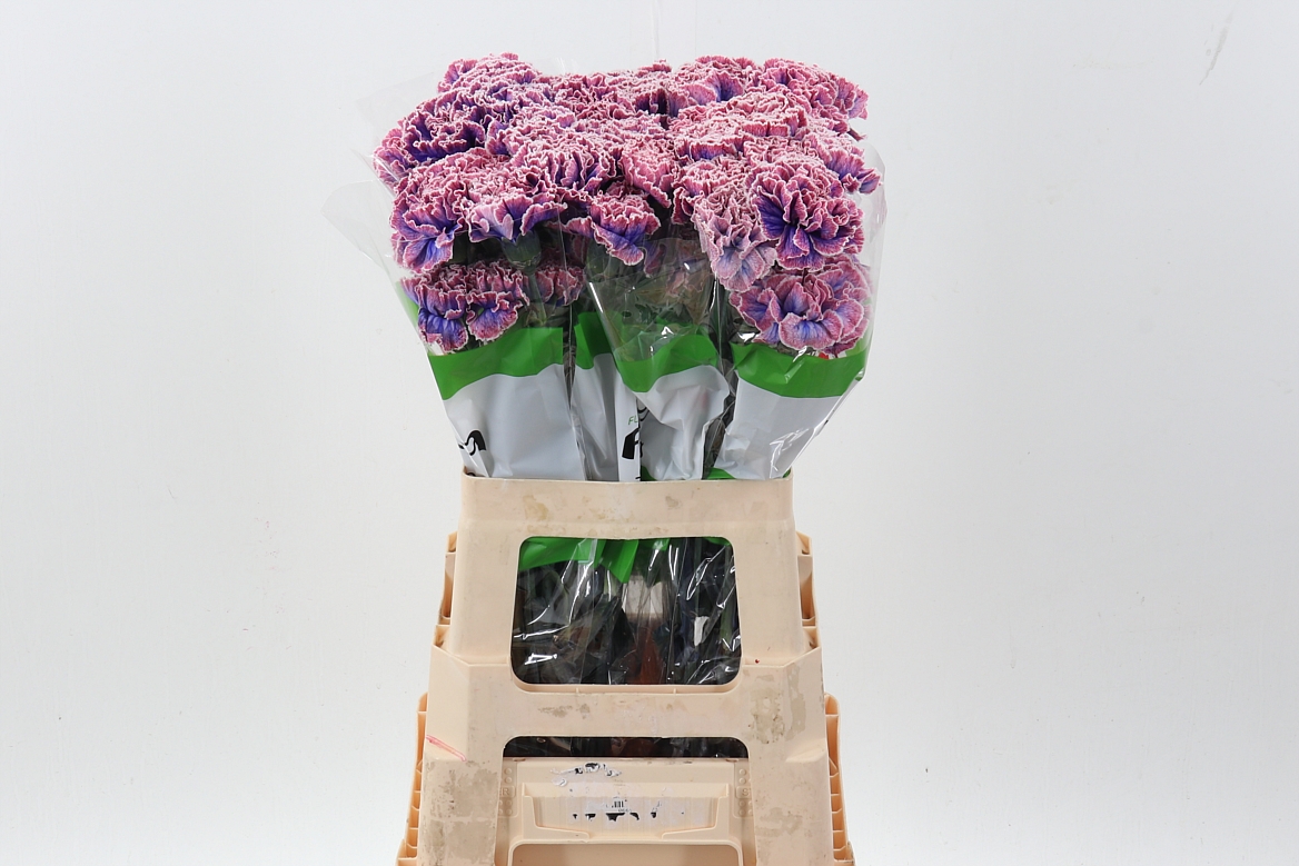 Срезанные цветы оптом Dianthus st paint passion от 80шт из Голландии с доставкой по России