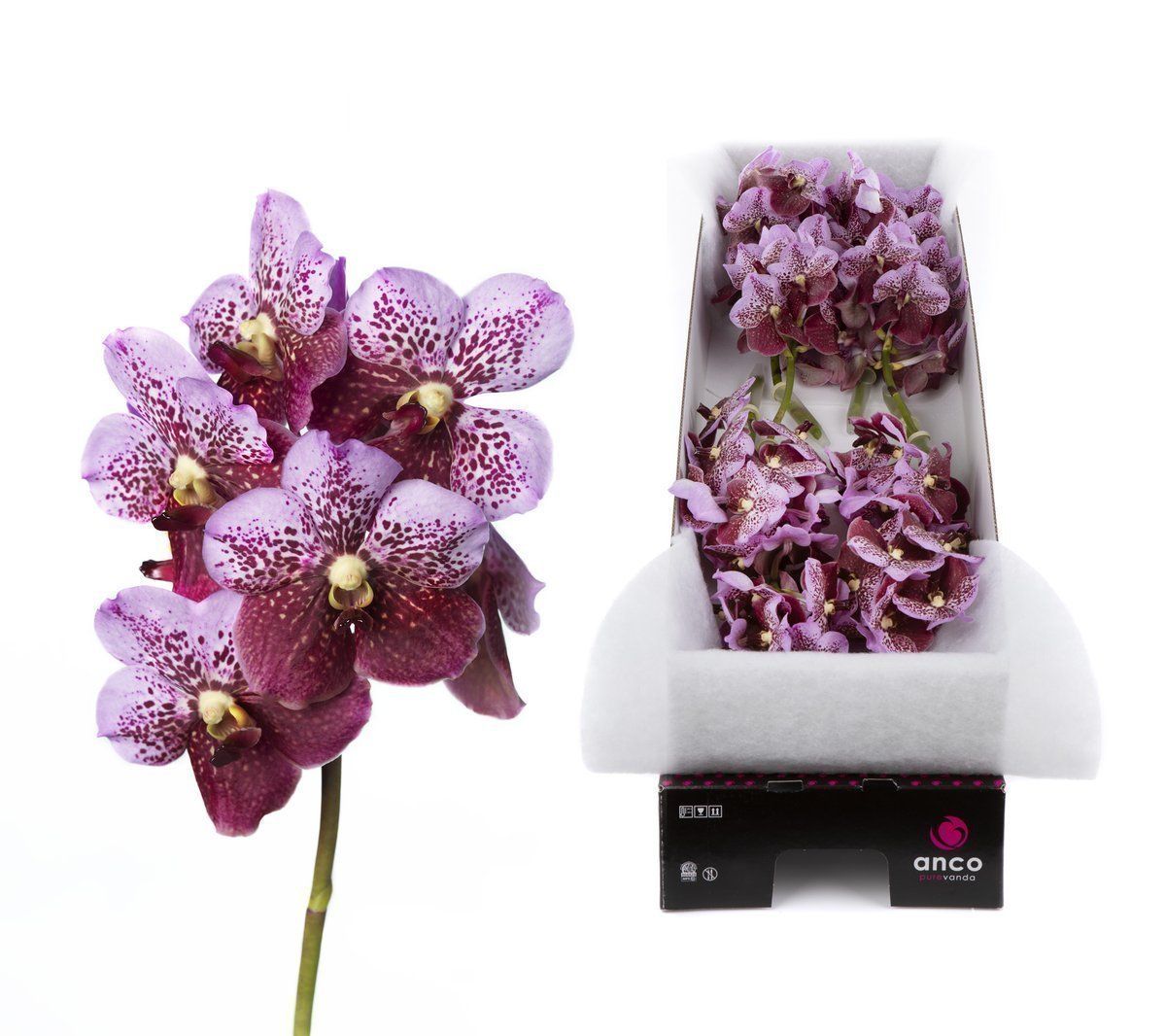 Срезанные цветы оптом Vanda divana pink and mahogany per stem от 8шт из Голландии с доставкой по России