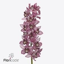 Срезанные цветы оптом Cymbidium pink kensi от 6шт из Голландии с доставкой по России