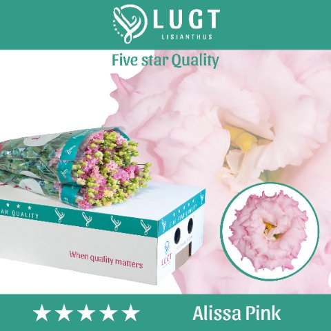 Срезанные цветы оптом Lisianthus do alissa pink от 40шт.. из Голландии с доставкой по России