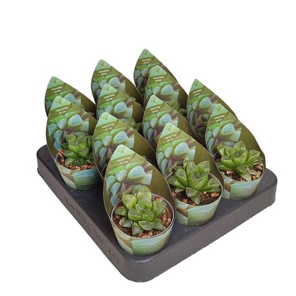 Горшечные цветы и растения оптом Haworthia Retusa Potcover от 12шт (для телеги) из Голландии с доставкой по России